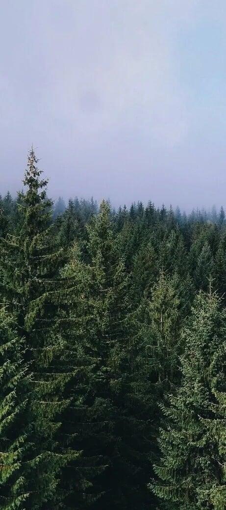 Two new trees are planted for every tree felled